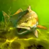 My Fishing World